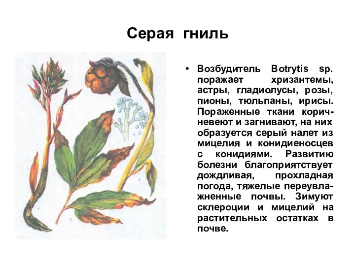 Серая гниль Возбудитель Botrytis sp. поражает хризантемы, астры, гладиолусы, розы,