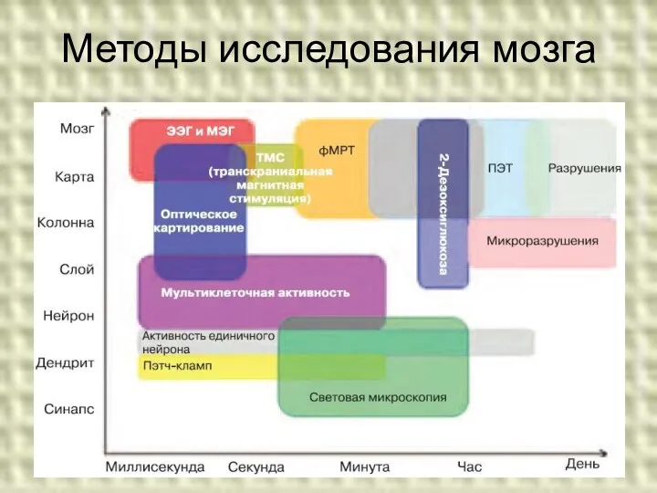 Методы исследования мозга