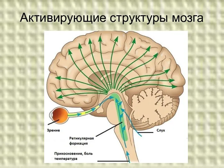 Активирующие структуры мозга