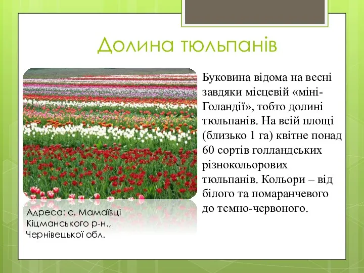 Долина тюльпанів Буковина відома на весні завдяки місцевій «міні-Голандії», тобто