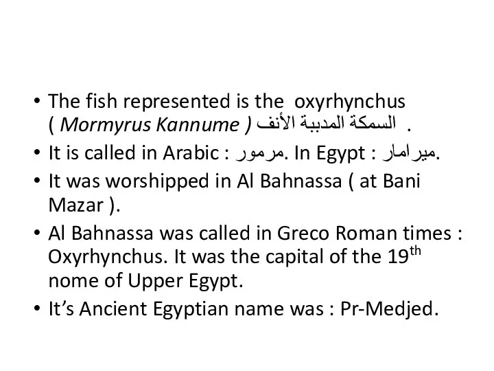 The fish represented is the oxyrhynchus ( Mormyrus Kannume )