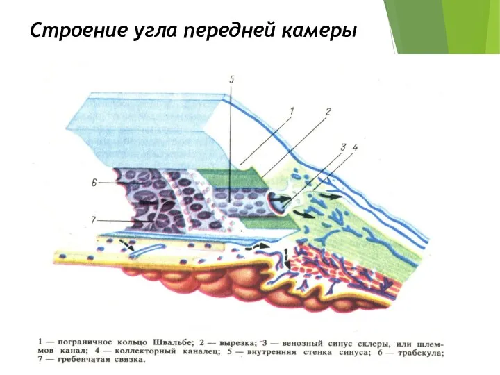 Строение угла передней камеры