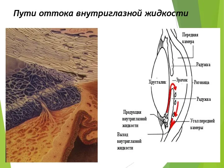 Пути оттока внутриглазной жидкости