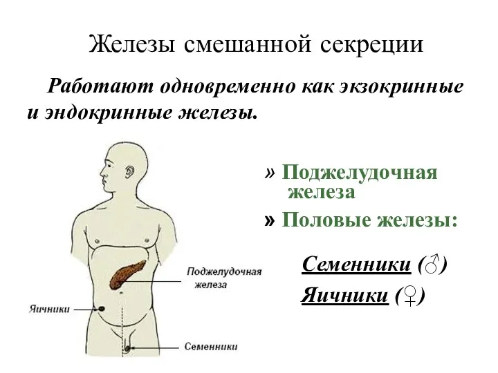 Железы смешанной секреции Работают одновременно как экзокринные и эндокринные железы.