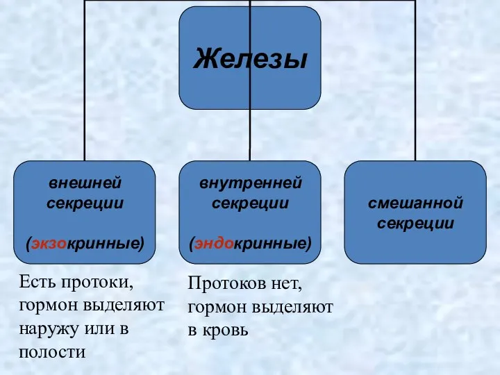 Есть протоки, гормон выделяют наружу или в полости Протоков нет, гормон выделяют в кровь