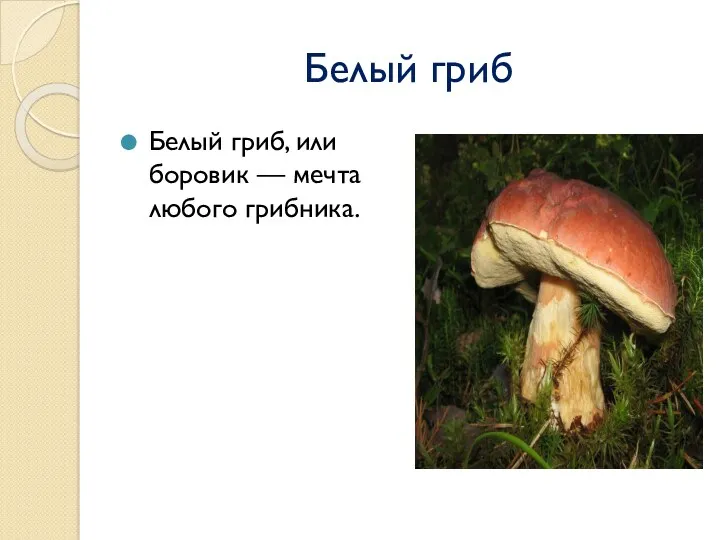 Белый гриб Белый гриб, или боровик — мечта любого грибника.