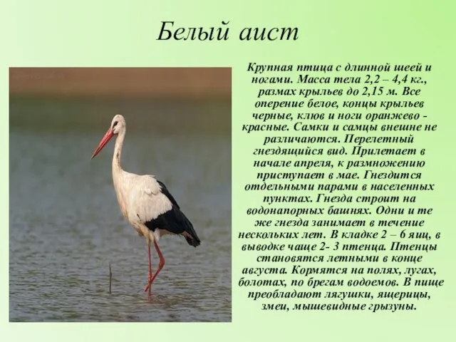 Белый аист Крупная птица с длинной шеей и ногами. Масса