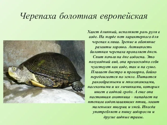 Черепаха болотная европейская Хвост длинный, исполняет роль руля в воде. На морде нет