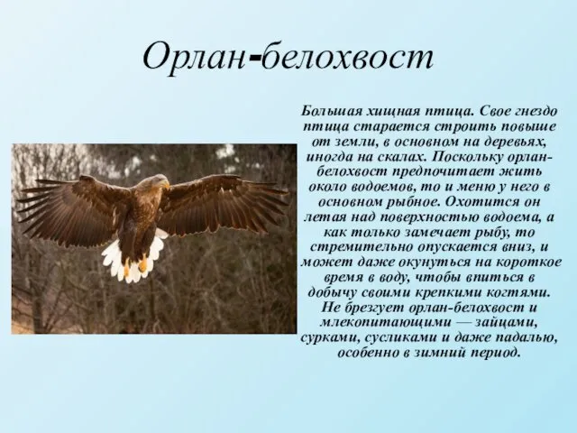 Орлан-белохвост Большая хищная птица. Свое гнездо птица старается строить повыше от земли, в