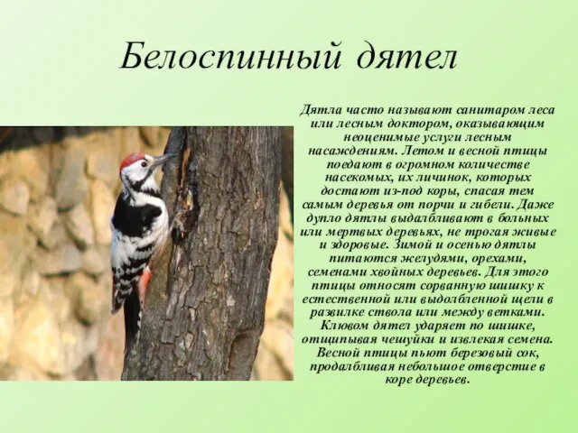 Белоспинный дятел Дятла часто называют санитаром леса или лесным доктором, оказывающим неоценимые услуги
