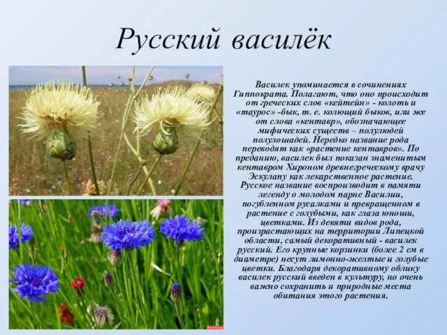 Русский василёк Василек упоминается в сочинениях Гиппократа. Полагают, что оно