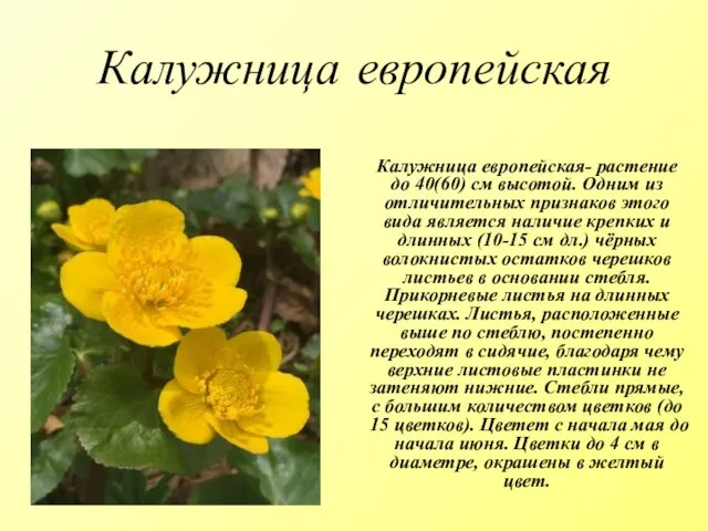 Калужница европейская Калужница европейская- растение до 40(60) см высотой. Одним