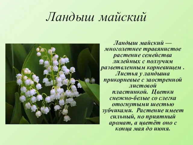 Ландыш майский Ландыш майский — многолетнее травянистое растение семейства лилейных с ползучим разветвленным