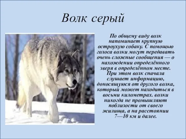 Волк серый По общему виду волк напоминает крупную остроухую собаку. С помощью голоса