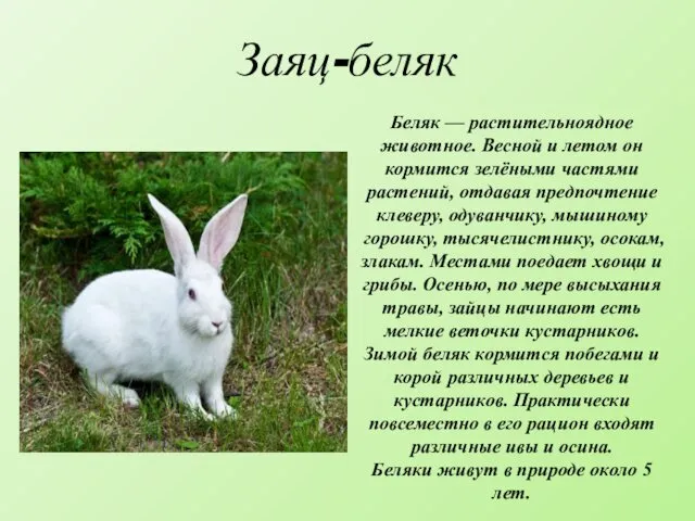 Заяц-беляк Беляк — растительноядное животное. Весной и летом он кормится зелёными частями растений,