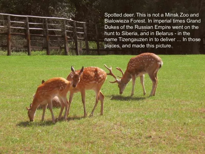 Spotted deer. This is not a Minsk Zoo and Bialowieza