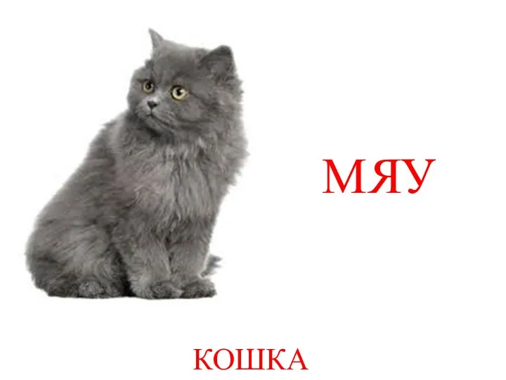 КОШКА МЯУ