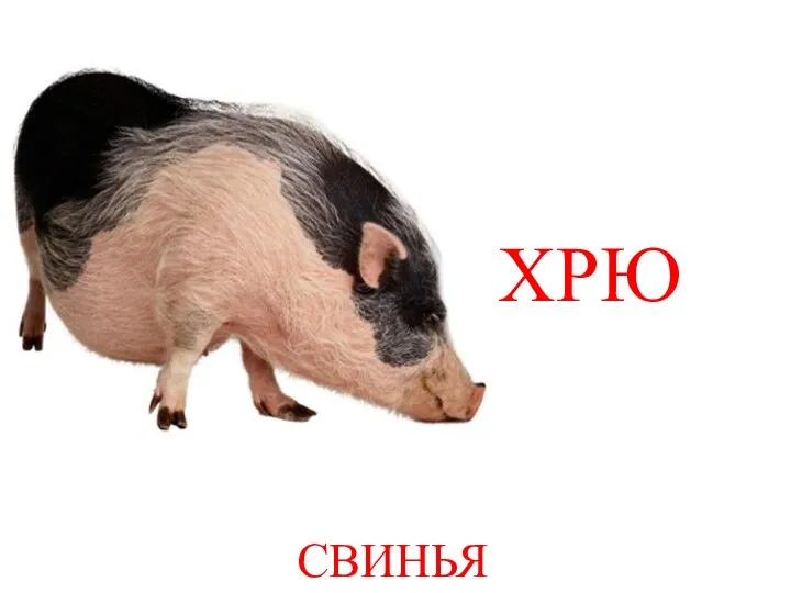 СВИНЬЯ ХРЮ