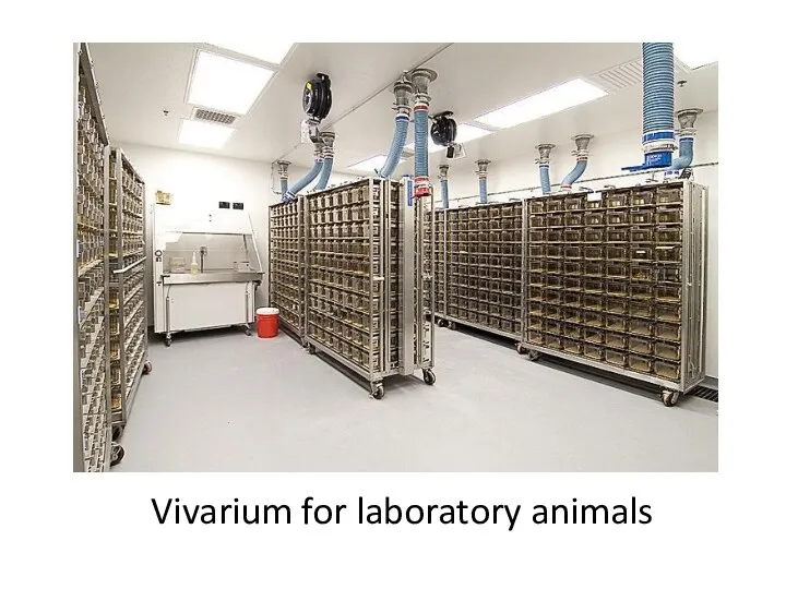 Vivarium for laboratory animals