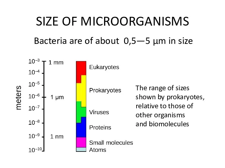 SIZE OF MICROORGANISMS Bacteria are of about 0,5—5 µm in