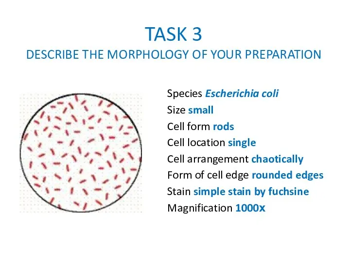 TASK 3 DESCRIBE THE MORPHOLOGY OF YOUR PREPARATION Species Escherichia