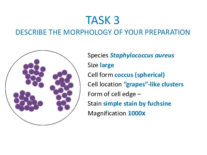 TASK 3 DESCRIBE THE MORPHOLOGY OF YOUR PREPARATION Species Staphylococcus