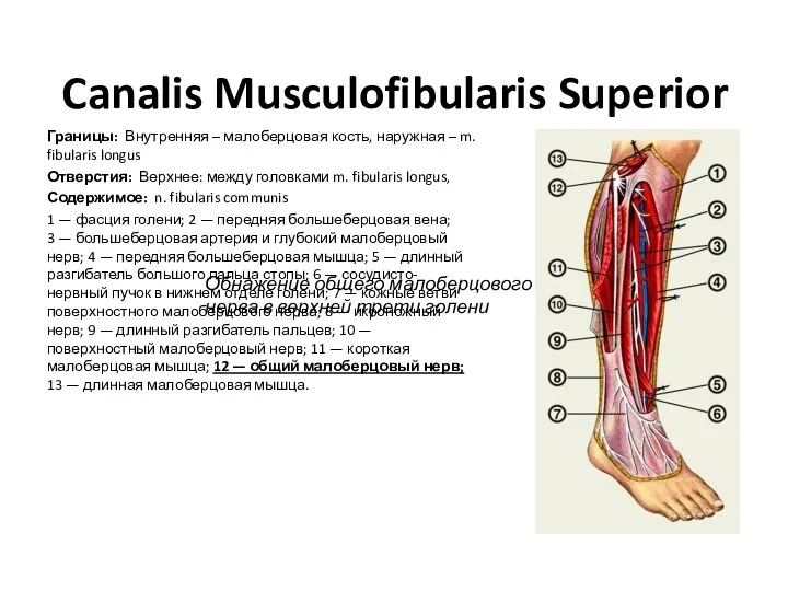 Canalis Musculofibularis Superior Границы: Внутренняя – малоберцовая кость, наружная –