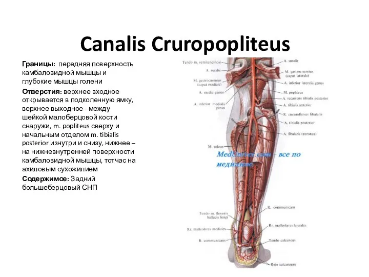 Canalis Cruropopliteus Границы: передняя поверхность камбаловидной мышцы и глубокие мышцы