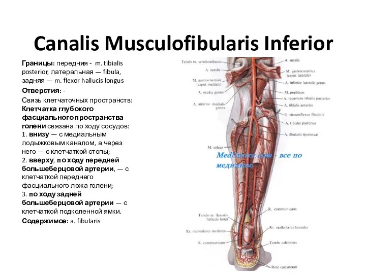 Canalis Musculofibularis Inferior Границы: передняя - m. tibialis posterior, латеральная
