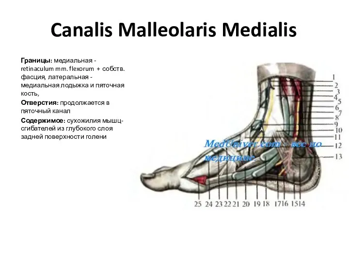 Canalis Malleolaris Medialis Границы: медиальная - retinaculum mm. flexorum +