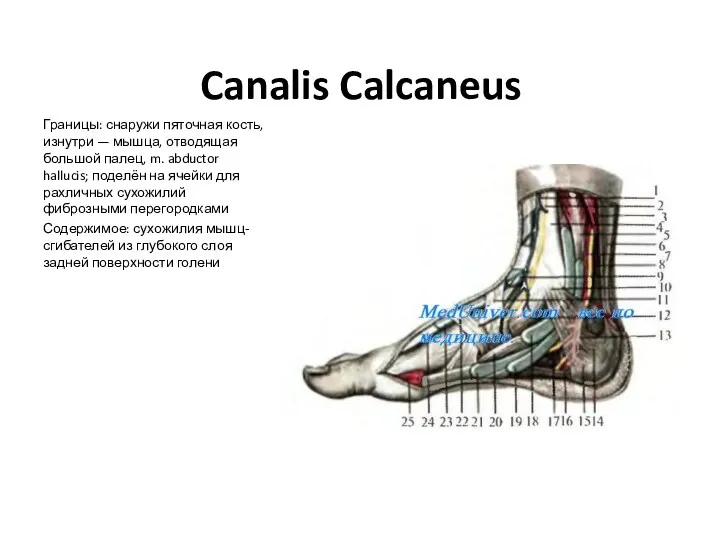 Canalis Calcaneus Границы: снаружи пяточная кость, изнутри — мышца, отводящая