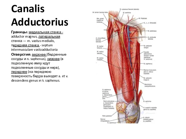 Canalis Adductorius Границы: медиальная стенка - adductor magnus, латеральная стенка