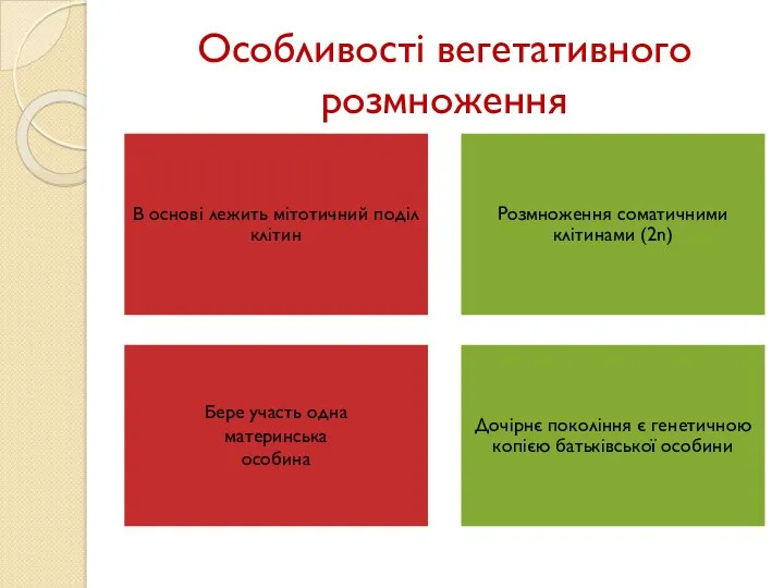 Особливості вегетативного розмноження В основі лежить мітотичний поділ клітин Розмноження