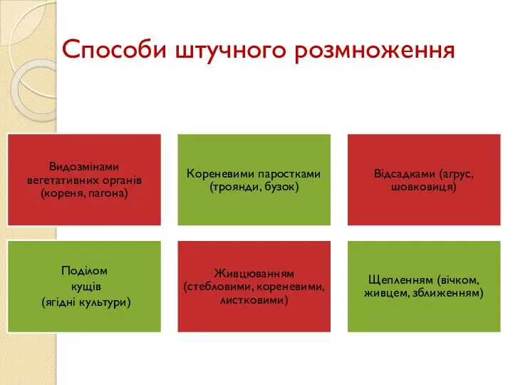 Способи штучного розмноження Видозмінами вегетативних органів (кореня, пагона) Кореневими паростками