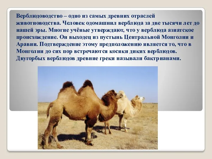 Верблюдоводство – одно из самых древних отраслей животноводства. Человек одомашнил