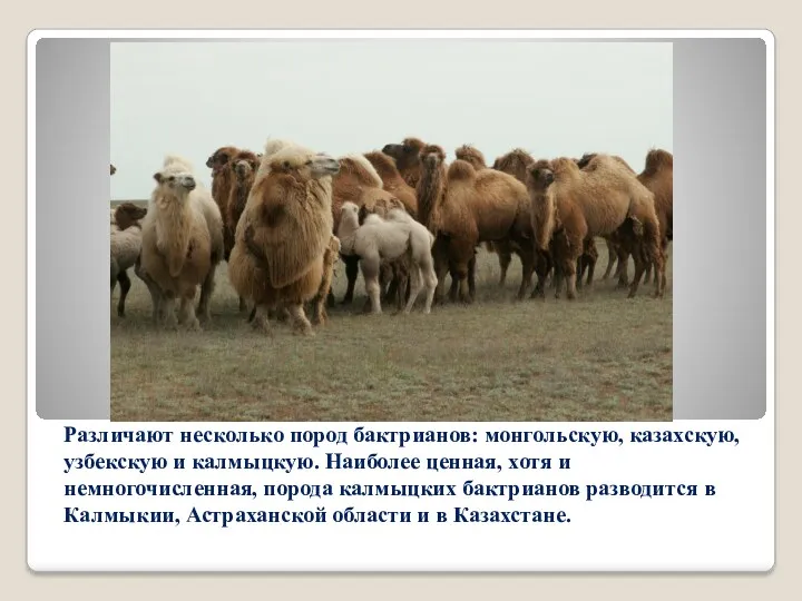 Различают несколько пород бактрианов: монгольскую, казахскую, узбекскую и калмыцкую. Наиболее