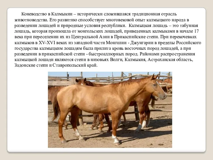 Коневодство в Калмыкии – исторически сложившаяся традиционная отрасль животноводства. Его развитию способствует многовековой