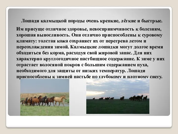 Лошади калмыцкой породы очень крепкие, лёгкие и быстрые. Им присуще отличное здоровье, невосприимчивость