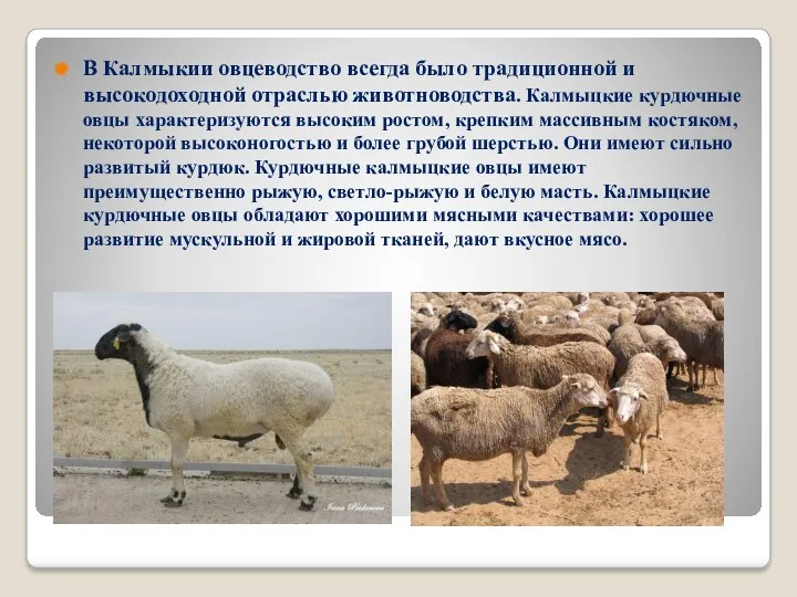 В Калмыкии овцеводство всегда было традиционной и высокодоходной отраслью животноводства. Калмыцкие курдючные овцы