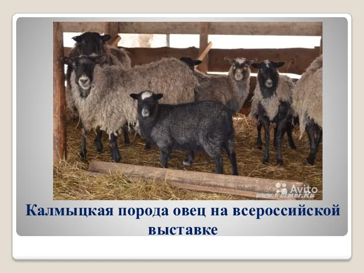 Калмыцкая порода овец на всероссийской выставке