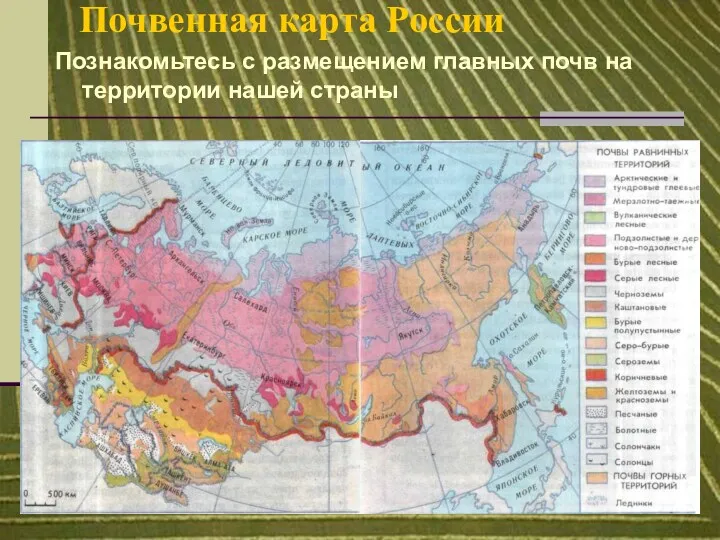 Почвенная карта России Познакомьтесь с размещением главных почв на территории нашей страны