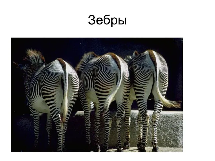 Зебры