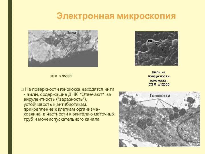 Электронная микроскопия На поверхности гонококка находятся нити - пили, содержащие