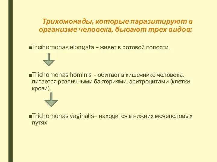 Трихомонады, которые паразитируют в организме человека, бывают трех видов: Trcihomonas