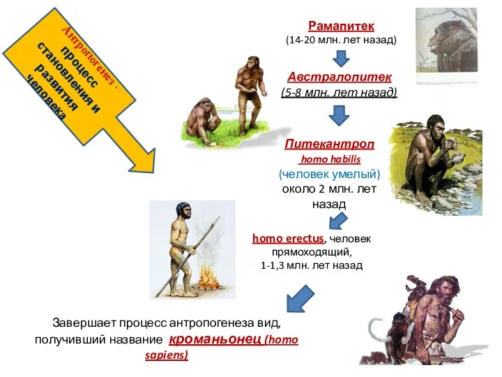 Антропогенез - процесс становления и развития человека Рамапитек (14-20 млн.