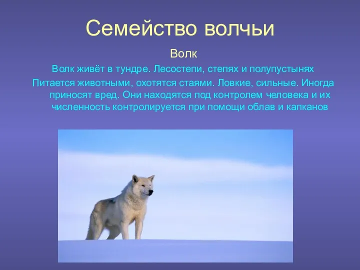 Семейство волчьи Волк Волк живёт в тундре. Лесостепи, степях и