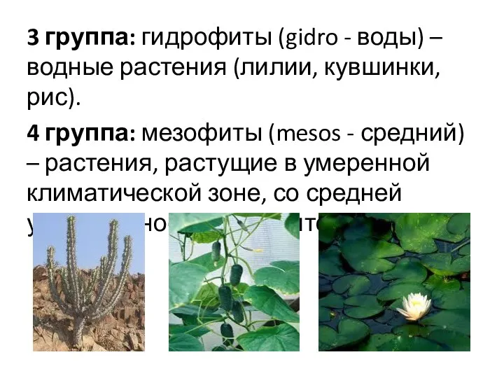 3 группа: гидрофиты (gidro - воды) – водные растения (лилии,