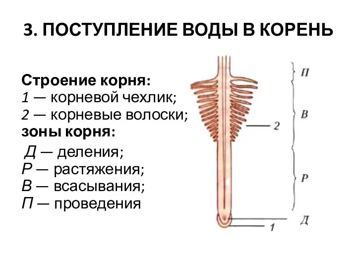 3. ПОСТУПЛЕНИЕ ВОДЫ В КОРЕНЬ Строение корня: 1 — корневой