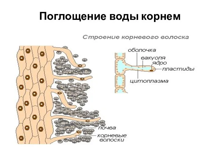 Поглощение воды корнем