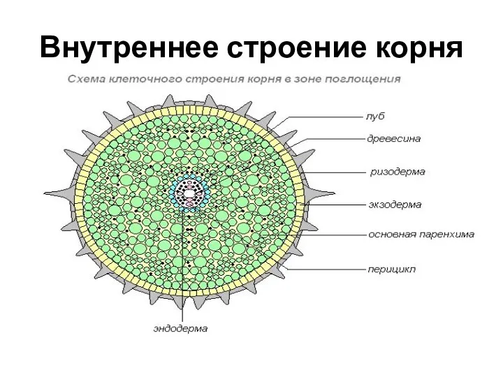 Внутреннее строение корня